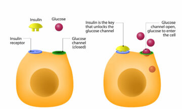 Meccanismo Insulina-Glicemia