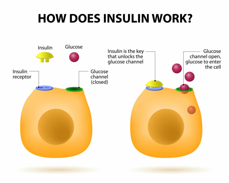 Meccanismo Insulina-Glicemia