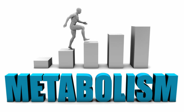 Come funziona il metabolismo?