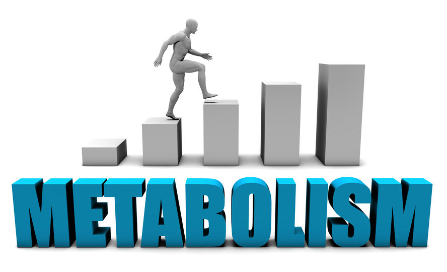 Al momento stai visualizzando Come funziona il metabolismo?
